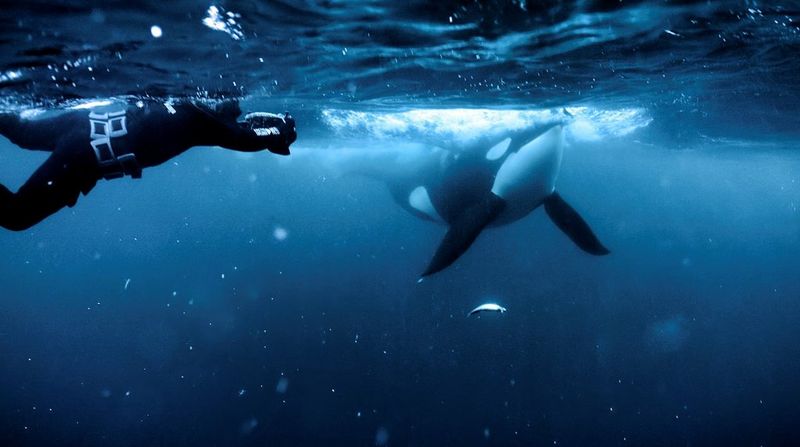 Test de l’EOS C80 dans un environnement de tournage animalier