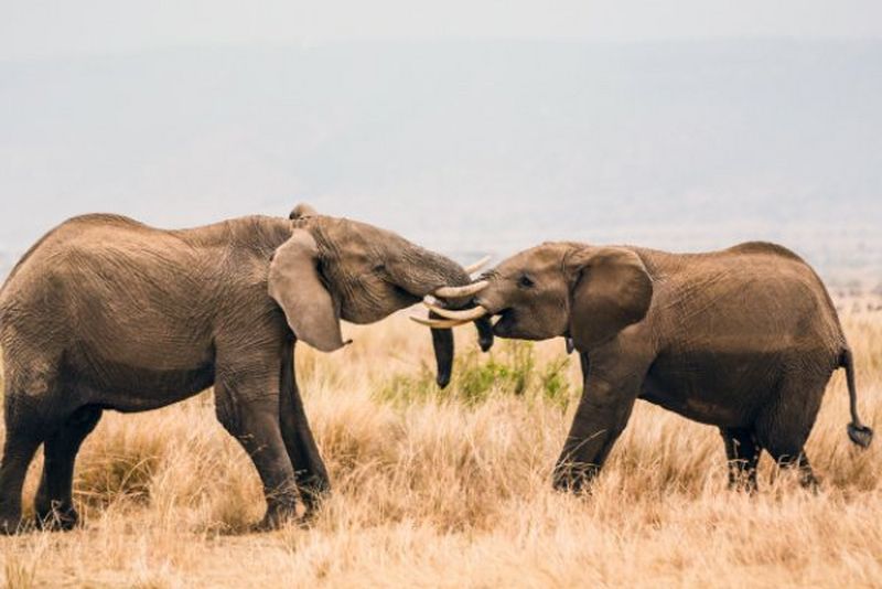 Fotografia przyrodnicza