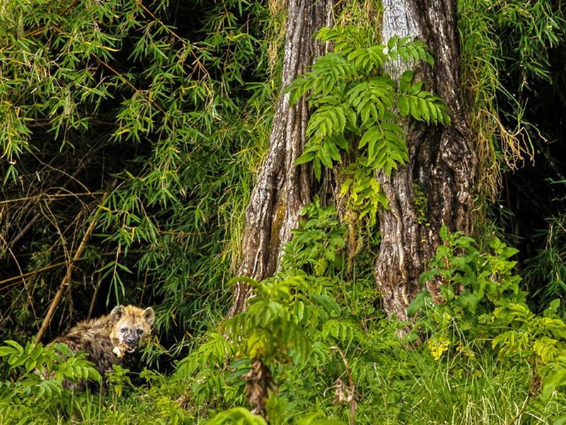 Making the right choice for the future of forest preservation