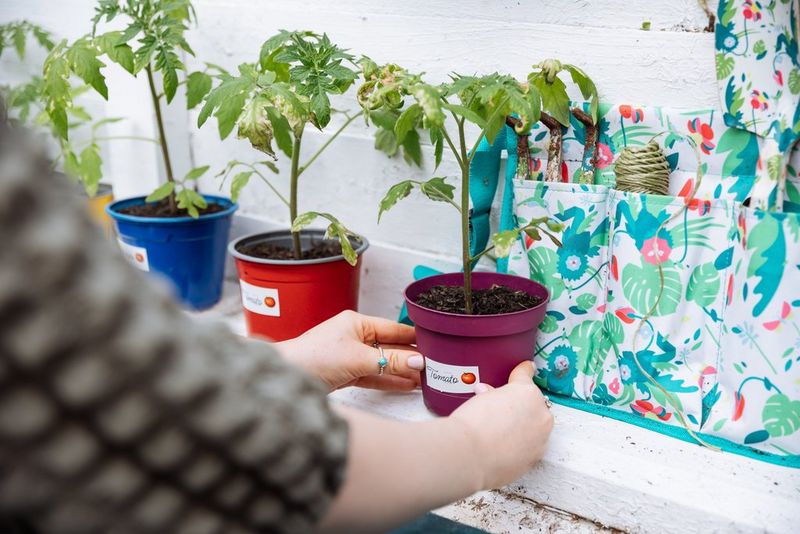 Ruce lepí na květináč štítek s nápisem „Rajče“, u kterého je malý obrázek červeného rajčete.