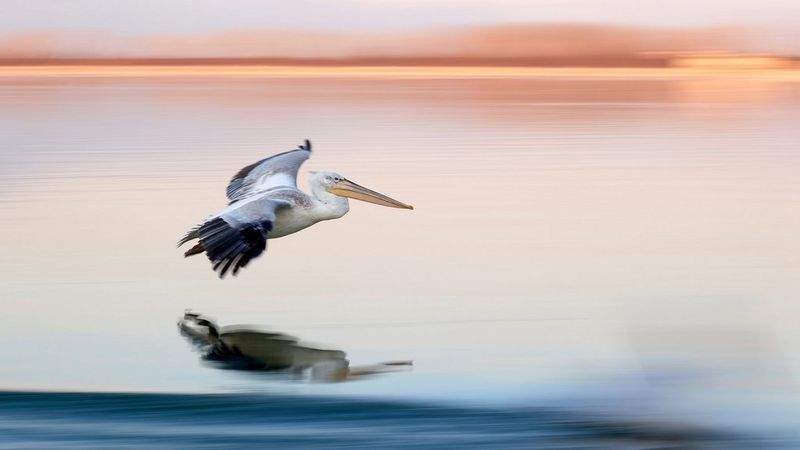 Un pélican survolant un lac, l'arrière-plan étant flou en raison d'un panoramique de la caméra.