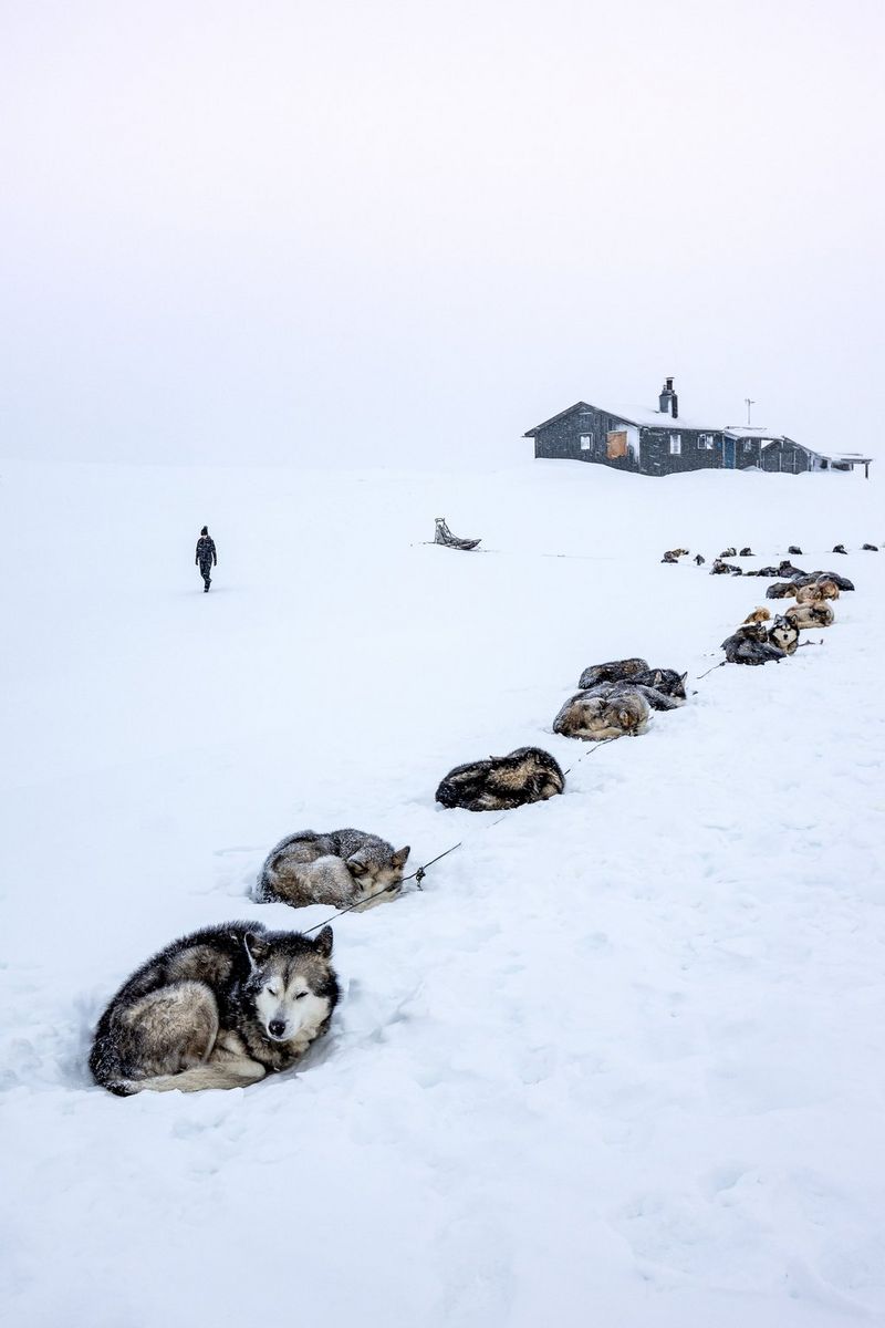 Gruppo di husky sulla neve. Chalet innevato in lontananza.