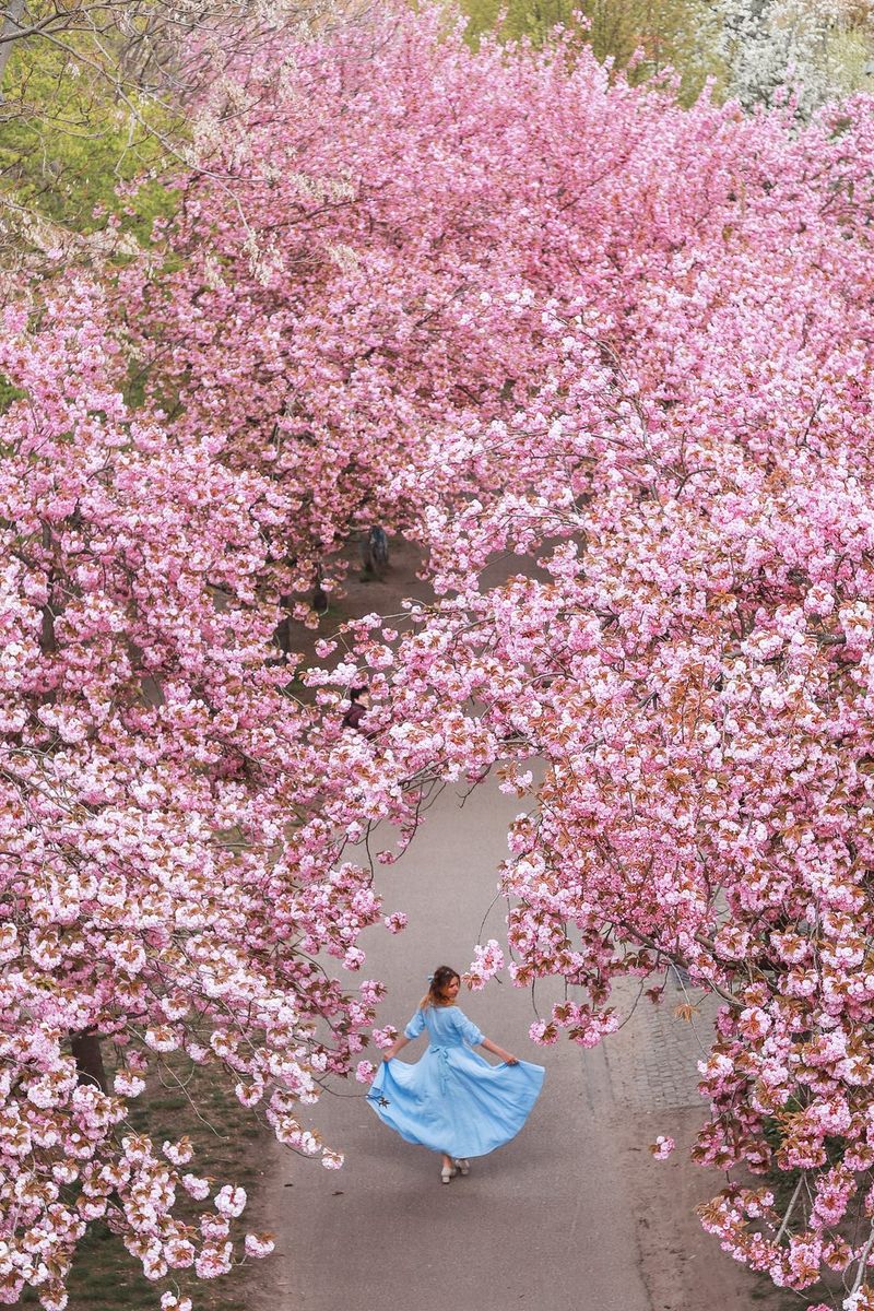 Žena drži strane svoje plave haljine dok hoda ispod stabala trešnje u cvatu.