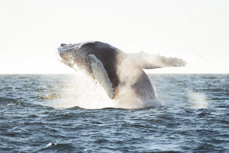 Grbavi kit iskače iz vode, s dramatičnim bijelim nebom u pozadini.