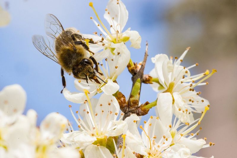 Bližnji posnetek čebele na cvetu gloga, ki ga je s fotoaparatom Canon EOS-1D X Mark III posnel fotoreporter za divje živali Christian Ziegler.