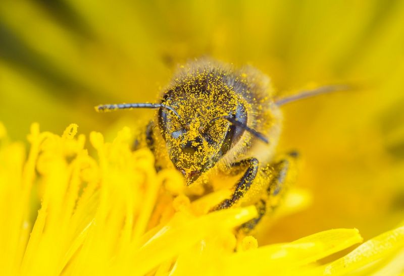 Bližnji posnetek čebele na rumeni roži s cvetnim prahom, ki pokriva njeno glavo, ki ga je s fotoaparatom Canon EOS 6D posnel makro fotograf Matt Doogue.