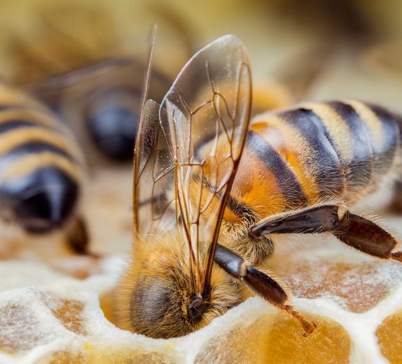 Bližnji posnetek medonosne čebele, ki potopi svojo glavo v satovje, ki ga je s fotoaparatom Canon EOS 6D posnel makro fotograf Matt Doogue.