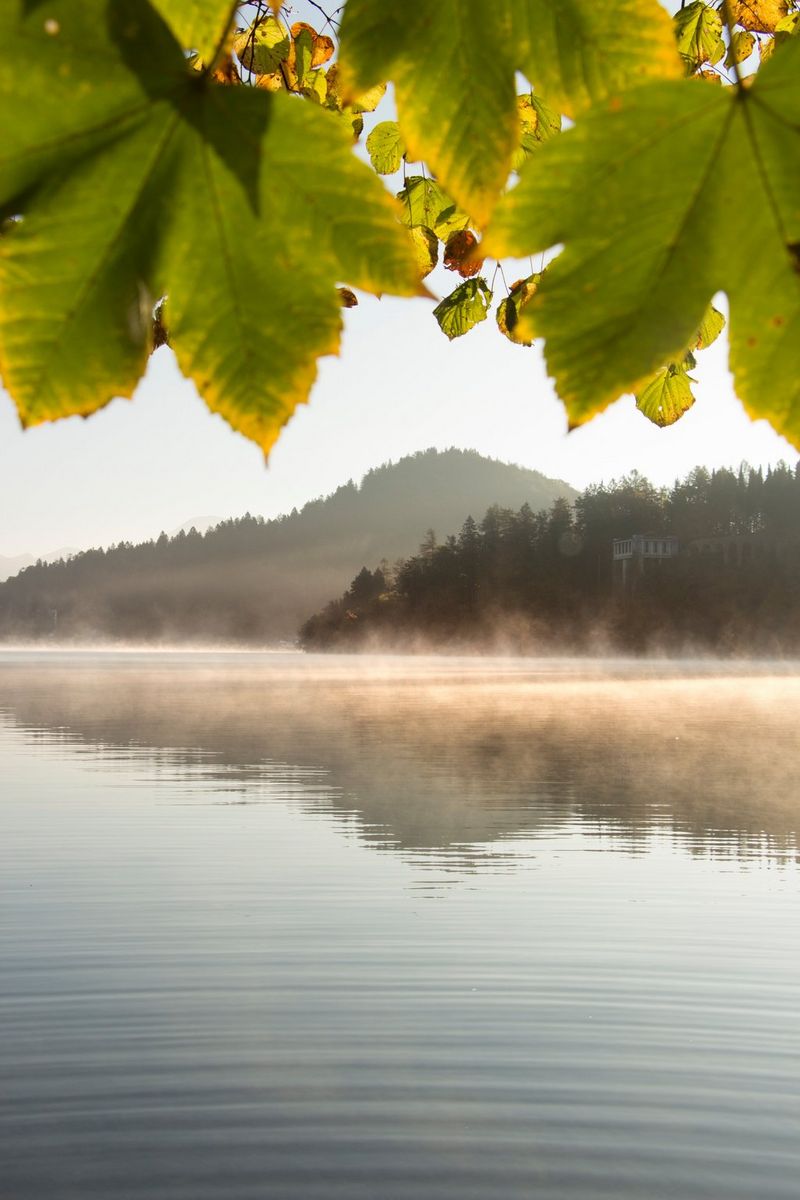 In mist gehulde heuvels naast het Meer van Bled in Slovenië bij zonsopgang. Grote bladeren op de voorgrond hangen in de scène.
