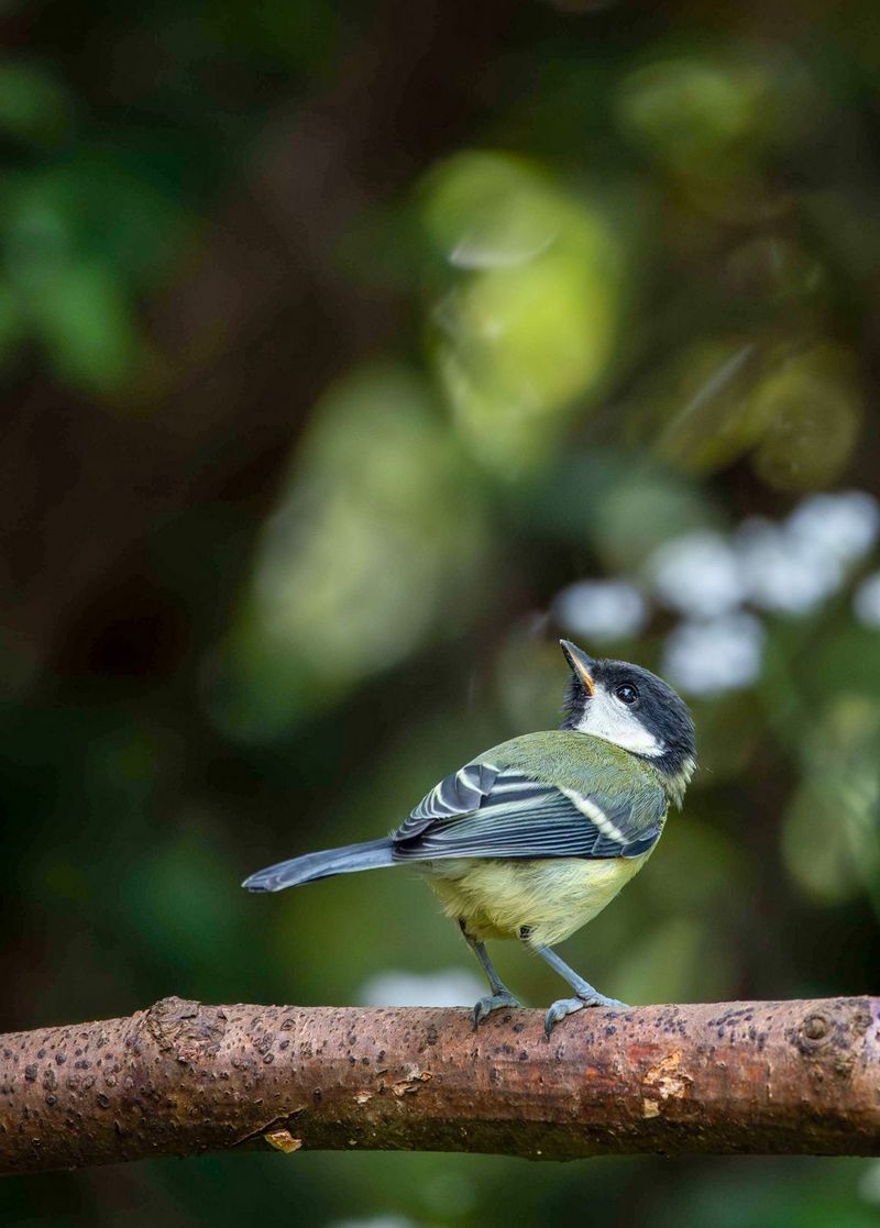 ציפור קטנה יושבת על ענף על רקע כהה ומטושטש בצילום של אהרון סטרלינג.