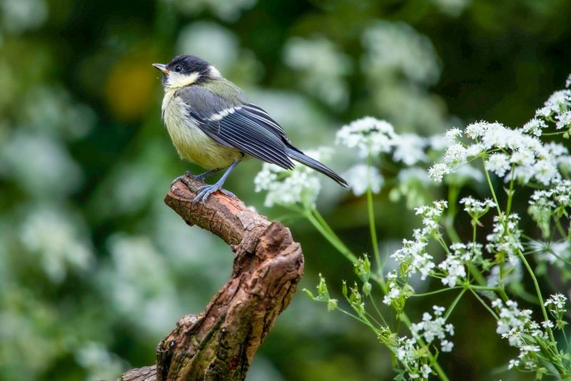 A small bird perched on a branch, the background out of focus, taken with a Canon RF 100-400mm F5.6-8 IS USM lens by Aaron Sterling.