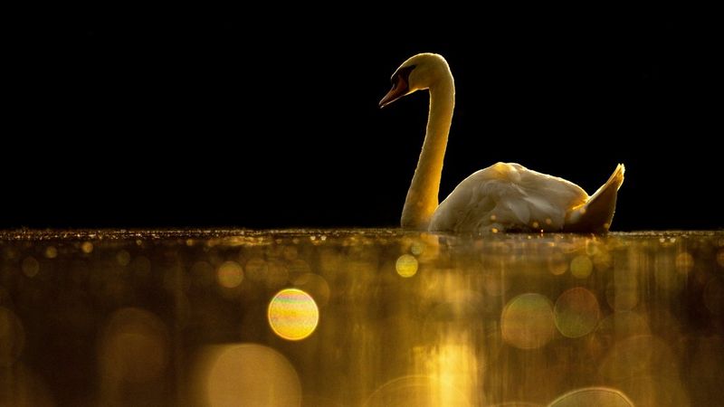 Лучшие объективы начального уровня для фотосъемки дикой природы