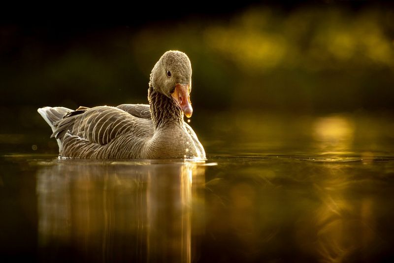Утка, с клюва которой стекают капли воды; фотография создана с уровня водной глади.