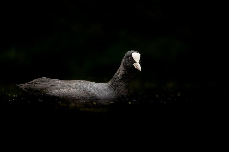 Лысуха плывет по речной глади.