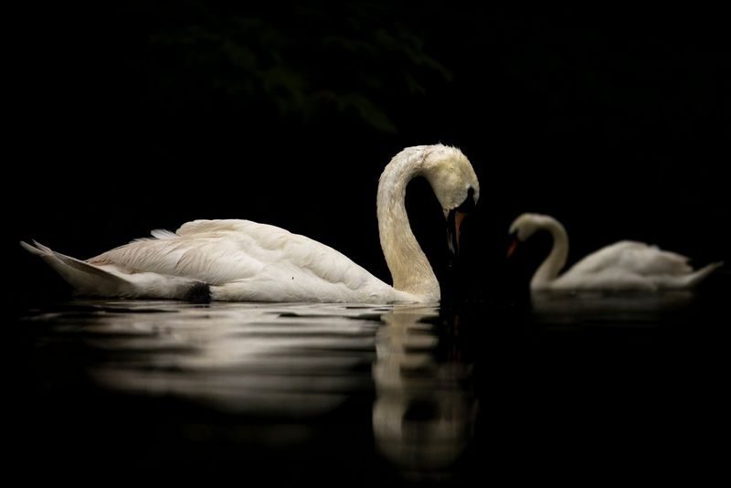 Два лебедя плывут по водной глади.