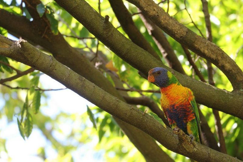 Красочный попугай сидит на ветке на фоне лиственных деревьев.
