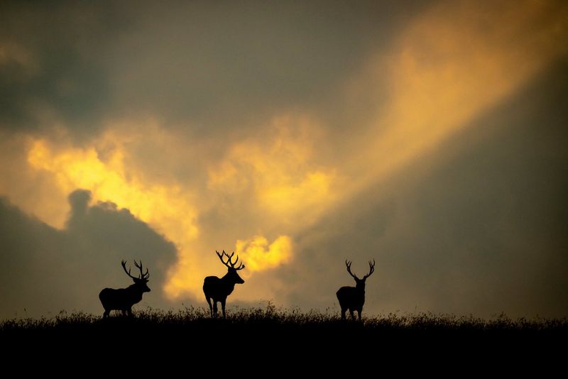 Силуэты трех оленей на фоне облаков, окутанных золотистым сиянием.