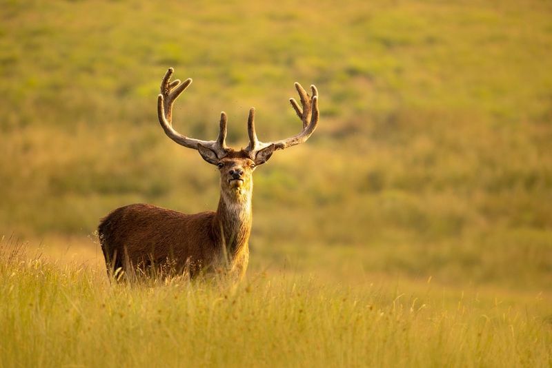 Ein Hirsch mit imposanten Geweih steht auf einer Wiese und wendet sich mit erhobenem Kopf der Kamera zu.