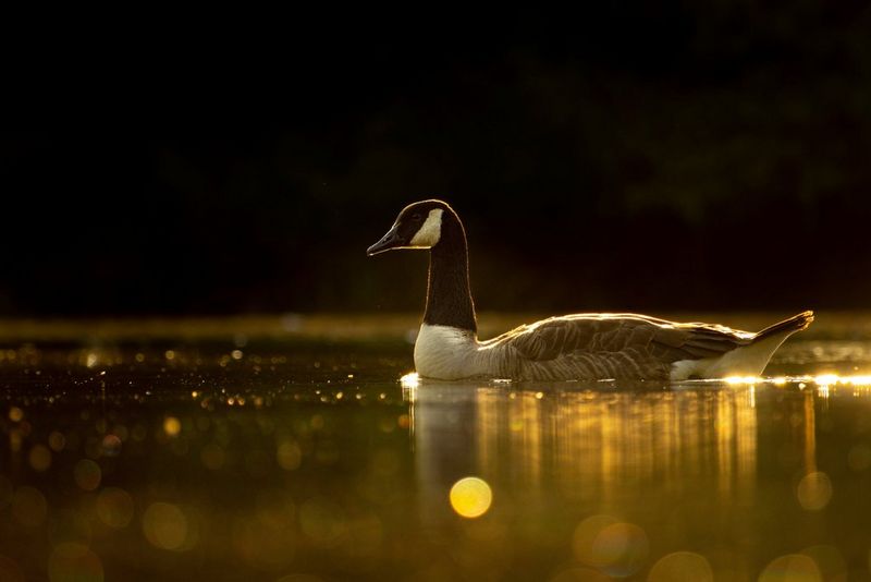 Олень с большими рогами стоит на травянистом поле и смотрит в сторону камеры, подняв голову.