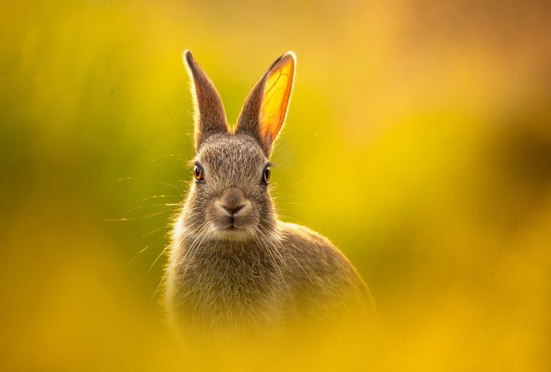 Ein Hase auf einem Feld, der Hintergrund ist unscharf, und das Sonnenlicht zeigt die Adern in einem Ohr.
