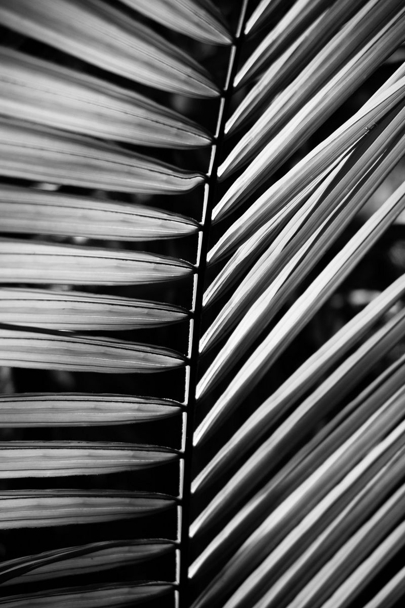 На этой черно-белой макрофотографии можно рассмотреть все детали тонких листьев растения, напоминающего папоротник.