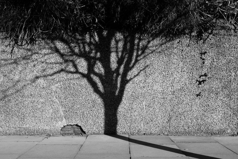 Черно-белое изображение тени дерева на каменной стене.