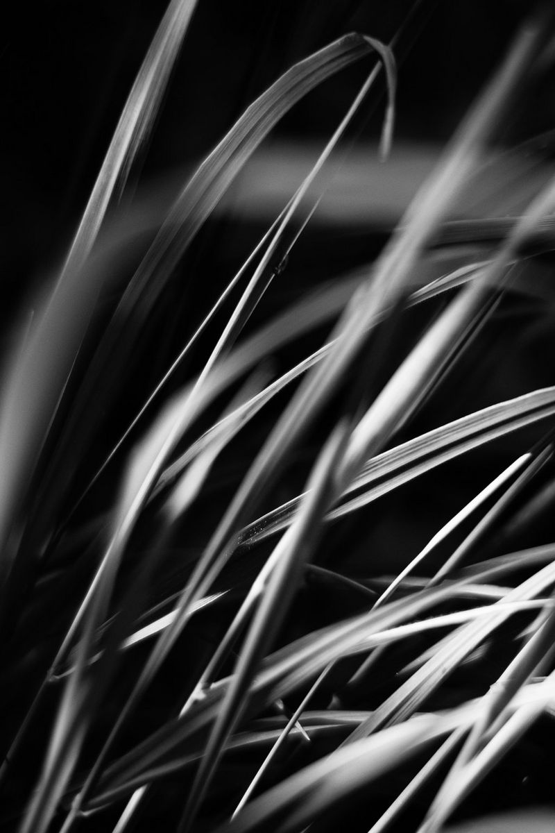 Черно-белое изображение игры солнечного света на стеблях травы крупным планом.
