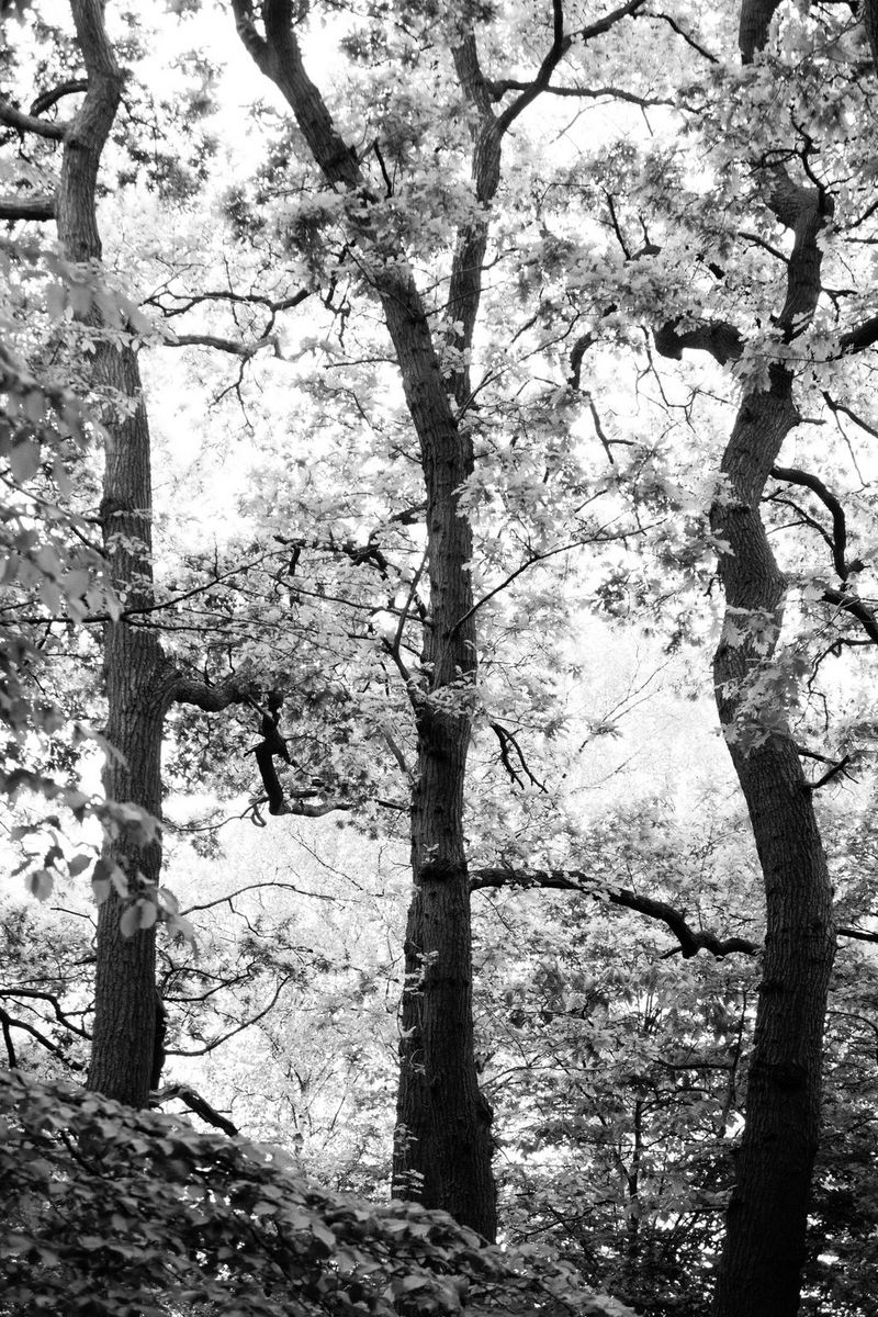 Черно-белое изображение трех высоких деревьев с густой листвой в лесу.