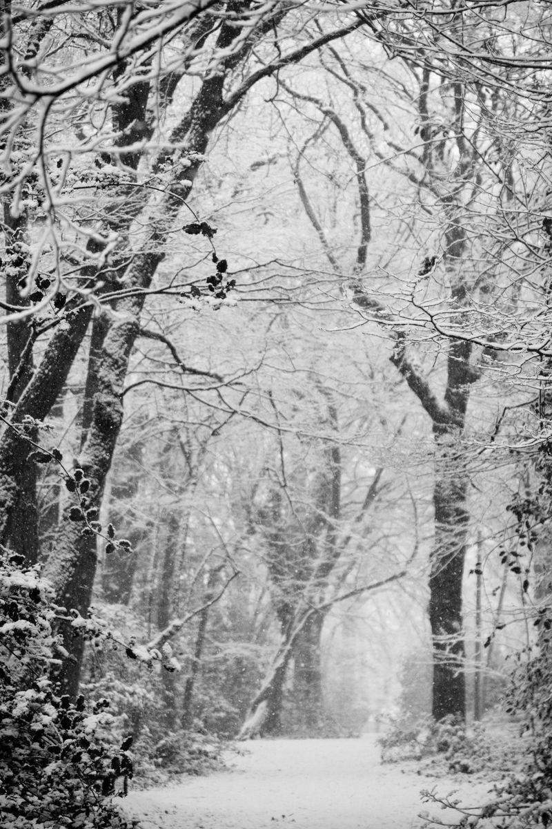 Een zwart-wit foto van een winterse bosscène, omlijst door rijen met sneeuw bedekte bomen.