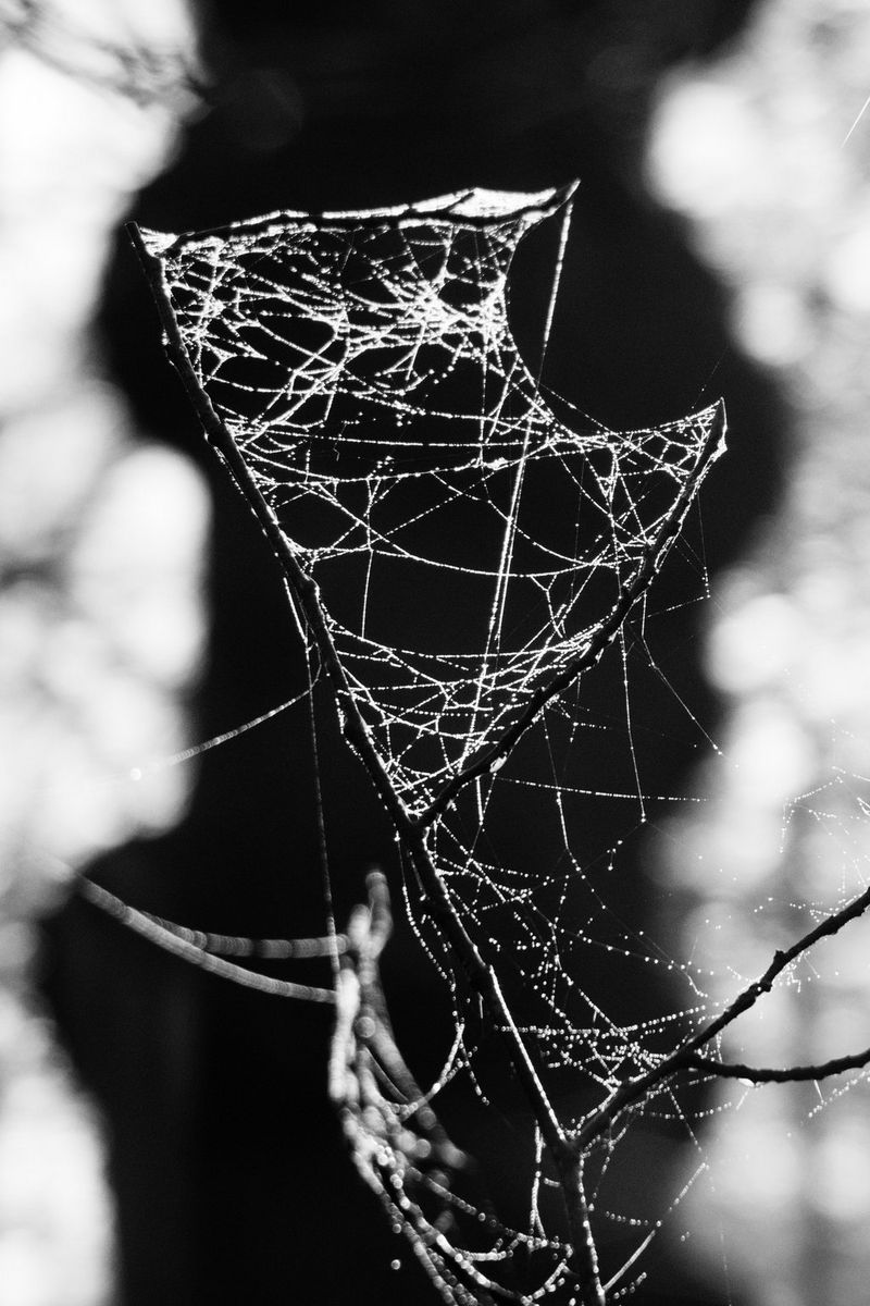 Черно-белая макрофотография паутины в росе.