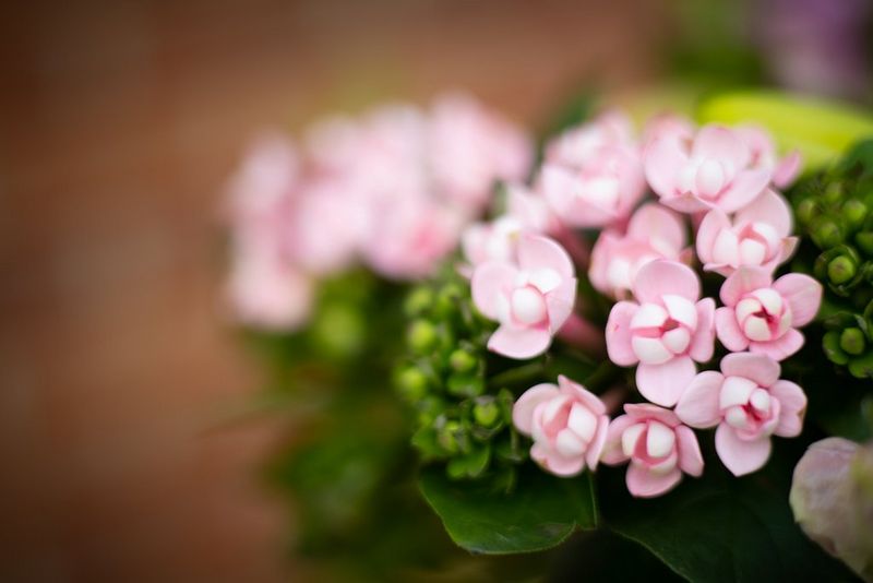 Ваза с розовыми цветами на очень размытом фоне, в котором с трудом можно различить кирпичную стену.