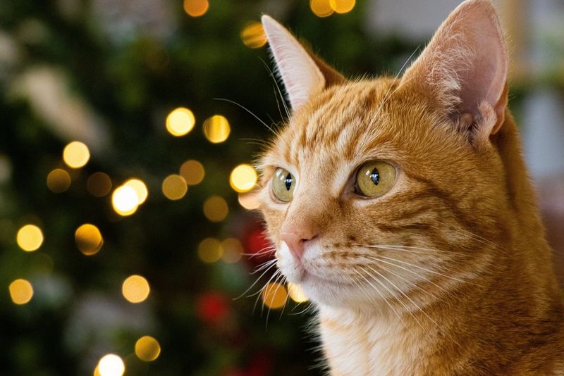 A portrait of a cat with out-of-focus coloured lights in the background. 