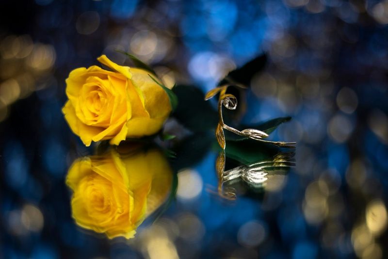 A yellow rose photographed on a mirrored surface, with out-of-focus highlights around it. 