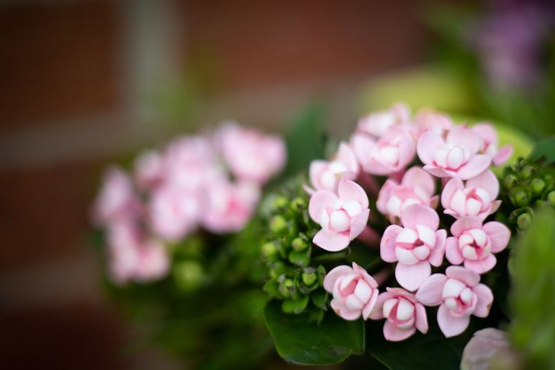 Ваза с розовыми цветами стоит перед размытой кирпичной стеной.