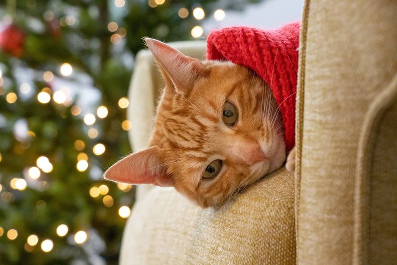 Eine Katze, die einen roten Schal trägt und auf einem Sessel liegt, dreht ihren Kopf in die Kamera. Unscharf im Hintergrund sind die funkelnden Lichterketten auf einem Weihnachtsbaum zu sehen.