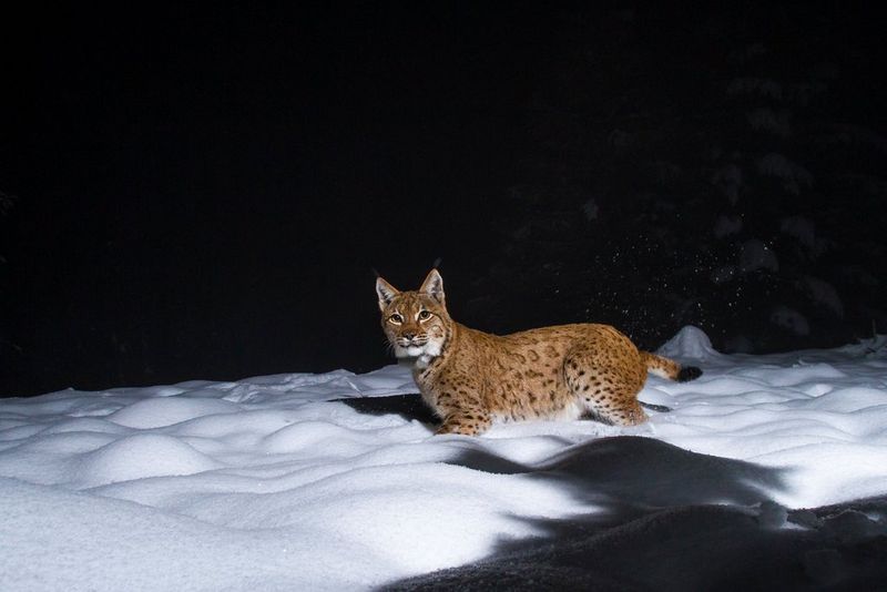 The first high-resolution camera trap photo of an alpine lynx in Austria, captured on a Canon camera and lens by wildlife photographers Christine Sonvilla and Marc Graf.