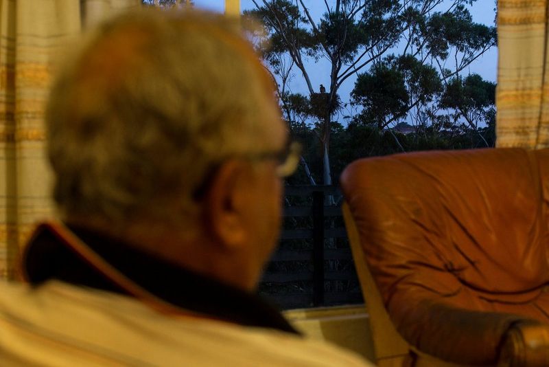A man is photographed looking through the living room window of his house at a crowned eagle nesting in his garden in Durban, South Africa. Taken with a Canon camea and lens.