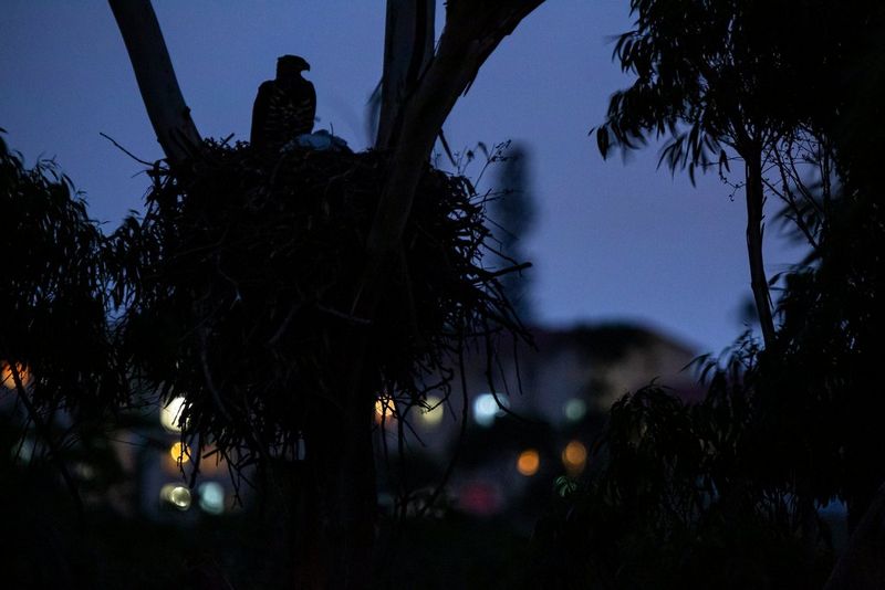 A photo of a crowned eagle on a nest in Durban, South Africa, taken with a Canon 300mm telephoto lens at twilight by wildlife photographers Christine Sonvilla and Marc Graf. 