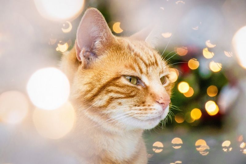 דיוקן של חתול עם אפקט בוקה שבא מאורות חג המולד בחזית ועץ חג המולד ברקע.