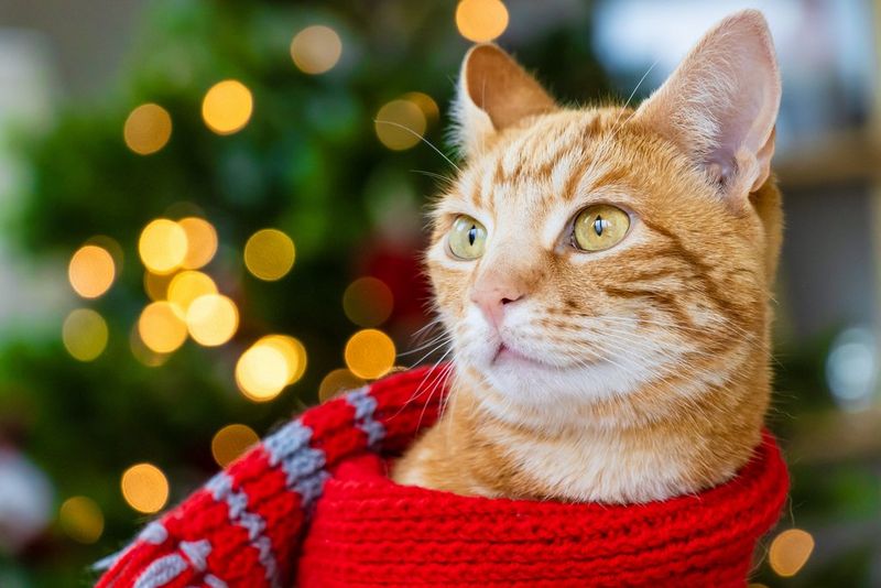 חתול טאבי ג'ינג'י עם צעיף אדום על צווארו. ברקע ניתן לראות אורות מטושטשים של עץ חג המולד.