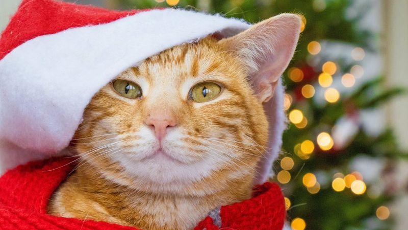 חתול ג'ינג'י מפוספס מציץ מתחת לכובע חג מולד אדום ולבן.