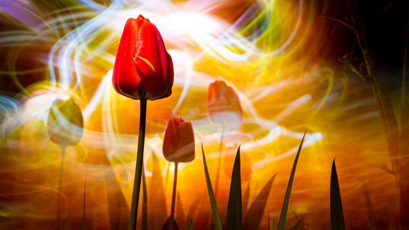 Творчество в саду: три навыка, которые стоит освоить