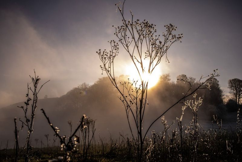 A close-up of a delicate plant silhouetted against a low sun. 