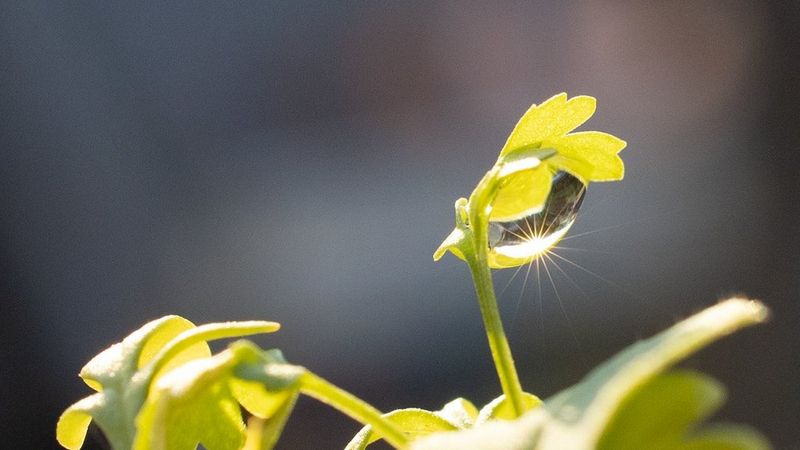 Uno scatto ravvicinato di una pianta di crescione con sopra una goccia d'acqua.