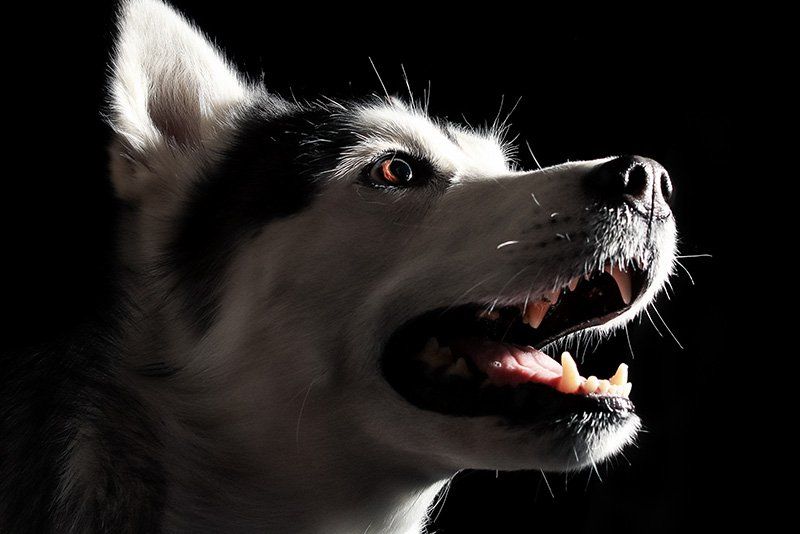 A portrait of a dog's face in profile against a black backdrop, with dramatic lighting from a spotlight.