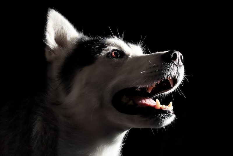 Портрет собаки, которую сбоку подсвечивает узкий луч света.