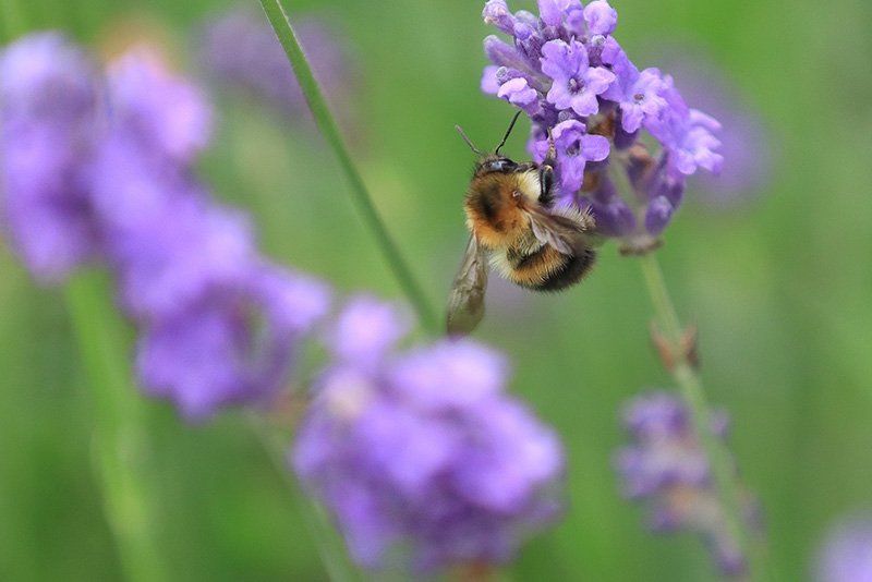 A bee on a purple flower, with the green background out of focus.