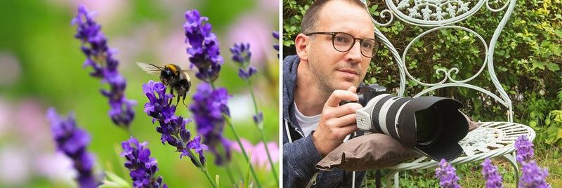 A close-up of a bee about to land on a purple flower.