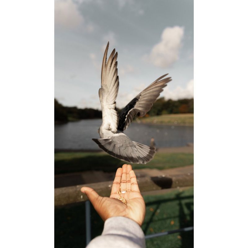 Een duif die opvliegt van een gestrekte hand met vogelzaad.