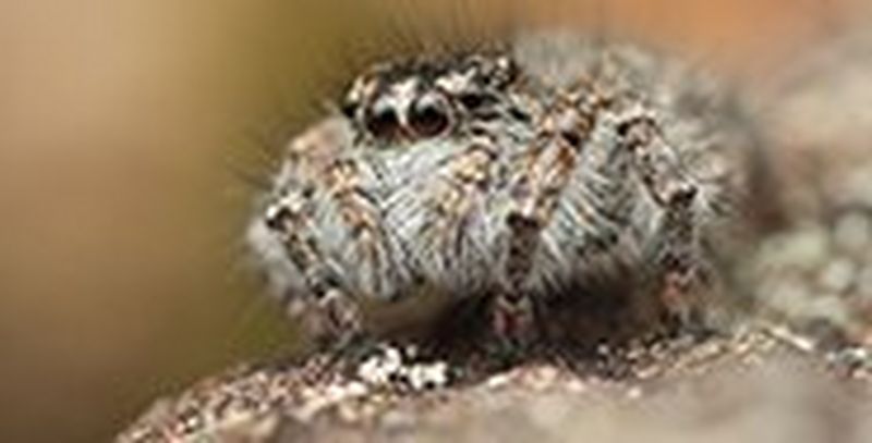 Discover the world of insects