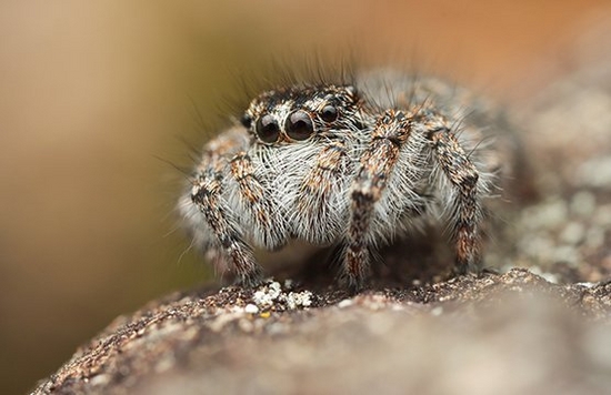 Discover the world of insects